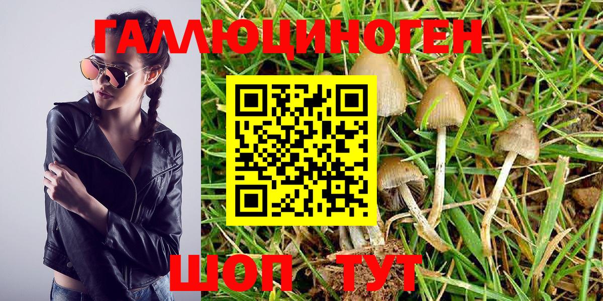 Псилоцибиновые грибы Psilocybine cubensis  Вход с VPN  Белогорск 